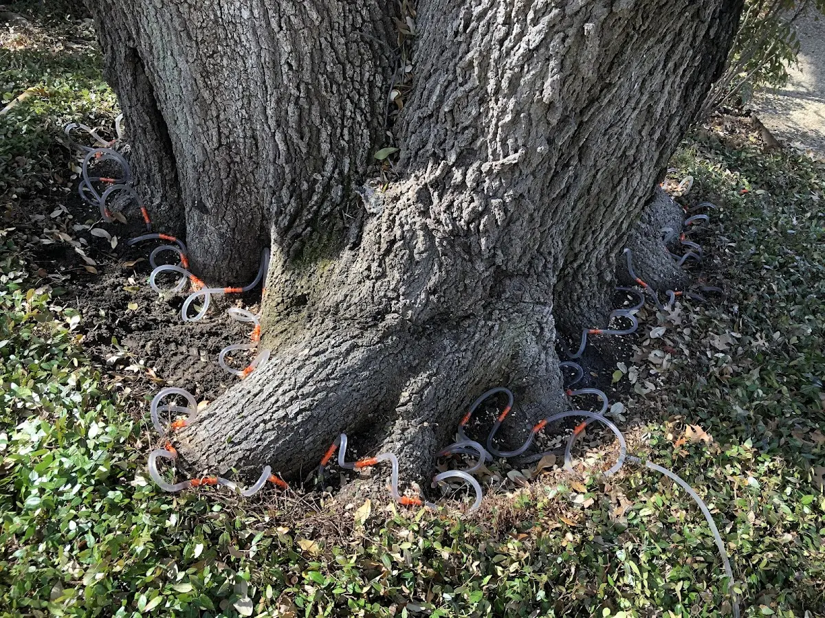 Detailed Tree Cabling and Bracing job site in Seabeck